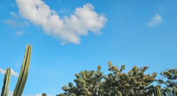 Inpe confirma redução de desmatamento na maioria dos biomas em 2024